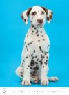 Kalendarz ścienny wieloplanszowy Puppies 2025 - luty 2025