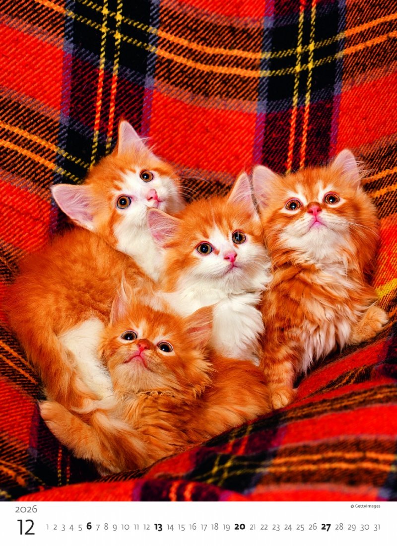 kalendarz ścienny na rok 2026, piękne zdjęcia kociaków