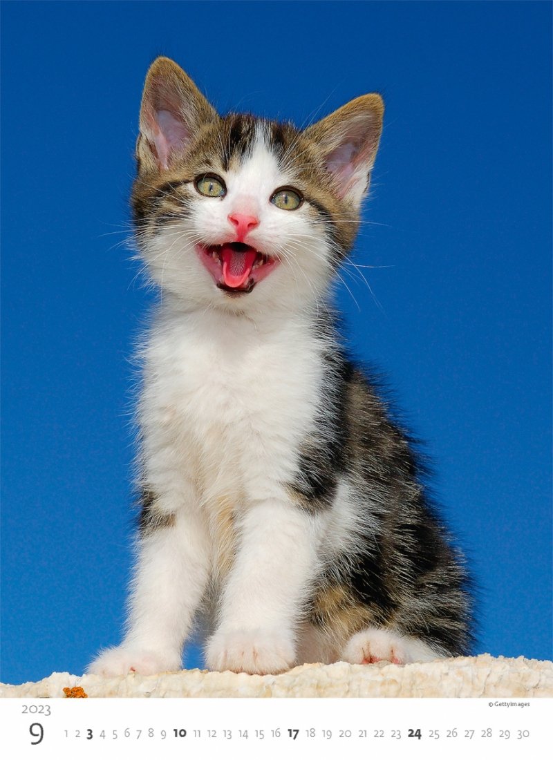 Kalendarz ścienny wieloplanszowy Kittens 2023 - wrzesień 2023