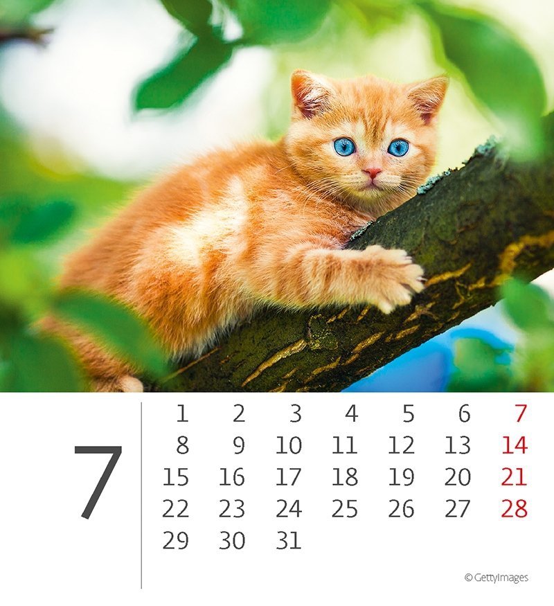 Kalendarz biurkowy 2024 Kotki (Kittens) - lipiec 2024