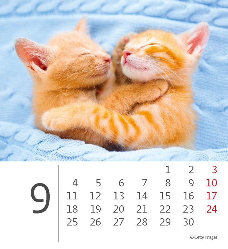 Kalendarz biurkowy 2023 Kotki (Kittens) - wrzesień 2023