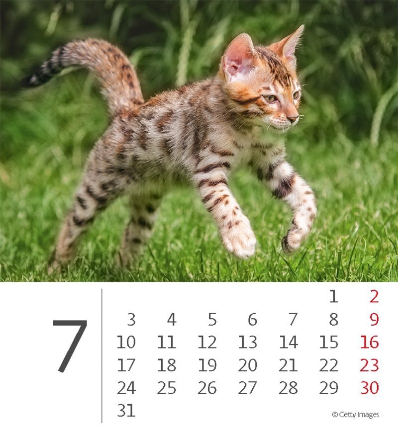 Kalendarz biurkowy 2023 Kotki (Kittens) - lipiec 2023