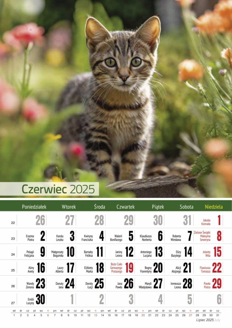 Kalendarz ścienny wieloplanszowy A4 KOTY 2025 - czerwiec 2025