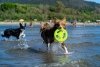 Kiwi Walker Let's Play! FRISBEE Mini zielone