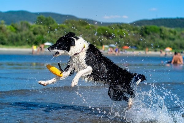 Kiwi Walker Let's Play! ZEPPELIN Mini aport niebieski