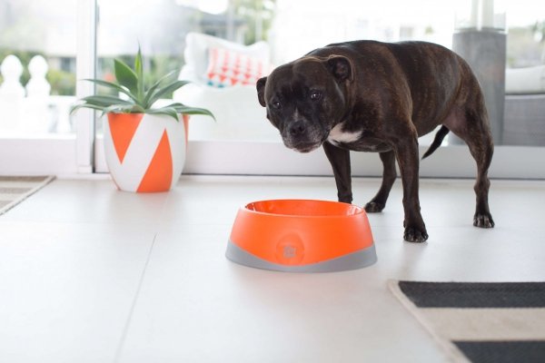 OH Bowl® Miska dbająca o higienę jamy ustnej psa Zielona rozmiar L