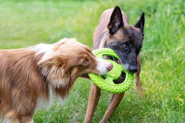 Kiwi Walker Let's Play! FRISBEE Maxi pomarańczowe