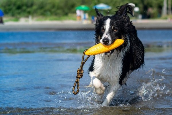 Kiwi Walker Let's Play! ZEPPELIN Mini aport niebieski