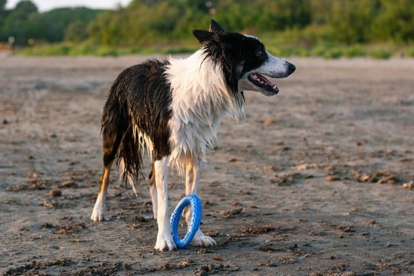 Kiwi Walker Let's Play! RING Maxi zielony