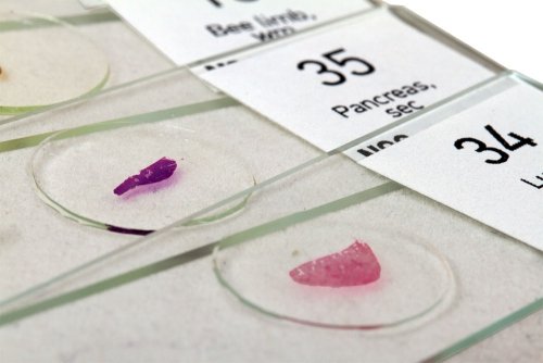 (PL) Zestaw preparatów Levenhuk N80 NG „Zobacz wszystko”