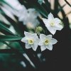 CM - Świeca XL 600 gr. Tuberose and Jasmine
