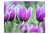 Fototapeta - Fioletowe wiosenne tulipany