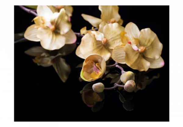 Fototapeta - Orchids in ecru color