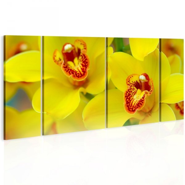 Obraz - Orchids - intensity of yellow color