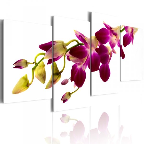 Obraz - Blask orchidei