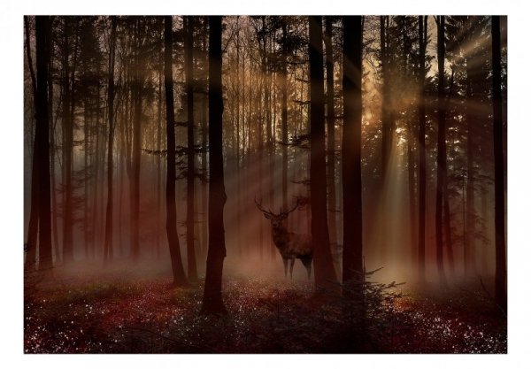 Fototapeta - Mistyczny las - pierwszy wariant