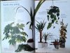 John Brookes Wielka księga kwiatów. Sztuka kompozycji i pielęgnowania - ilustracje