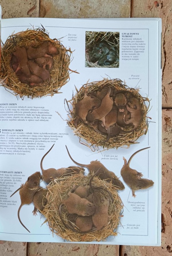 Steve Parker - Ssaki | Patrzę Podziwiam Poznaję