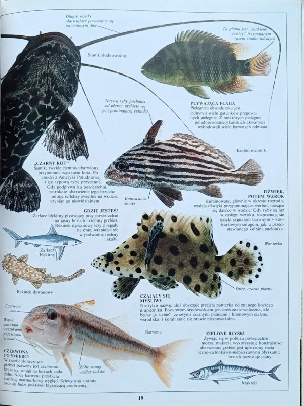 Steve Parker - Ryby | Patrzę Podziwiam Poznaję