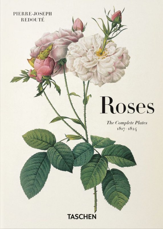 Redoute. Roses wer. angielska