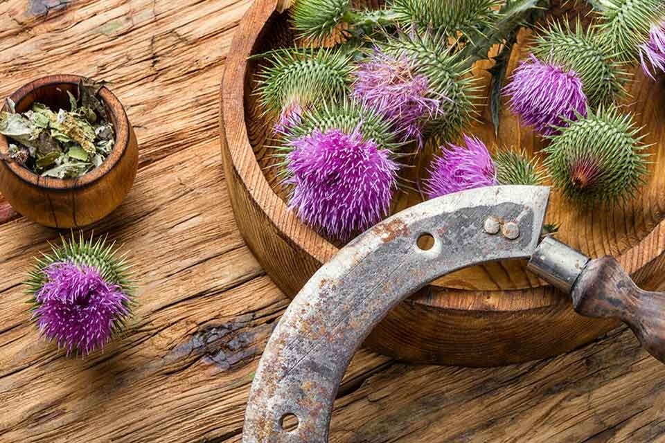 Dlaczego warto stosować zioła na wątrobę?