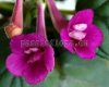 Mini Sinningia SRG'S WILD CHERRY