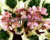 African Violet LE-DOLLY - LE-DOLLI