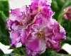 African Violet LE-KALIFORNIYA