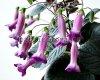 Sinningia DEEP PURPLE DREAMING