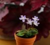 Micro Mini Sinningia pusilla
