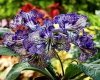 Streptocarpus OD-IZYA 