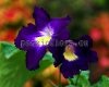 Streptocarpus VICTORIA - PK-VICTORIA