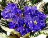 African Violet VAT-DISCO - VAT-DISKOTEKA