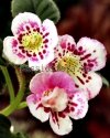 Mini Sinningia SRG'S ASSEEN