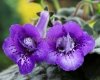 Mini Sinningia HCY'S ARIES 