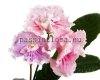 Streptocarpus PINK FLAMINGO