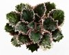 African Violet LF-CORAL DREAM - LF-KORALLOVAYA MECHTA