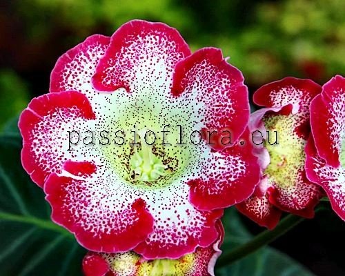 Gloxinia seeds - PF-Hotspot - PassioFlora.eu - Beautiful and rare ...