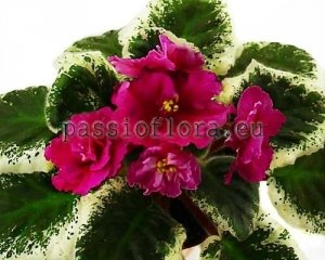 African Violet Seeds LE-SCARLETT x other hybrids