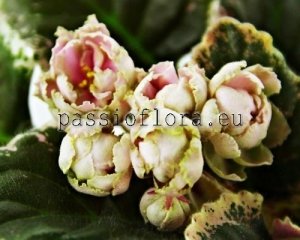 African Violet Seeds LE-WILD GRAPES x other hybrids