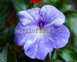 Achimenes Seeds RF'S NEXT GEN x other hybrids