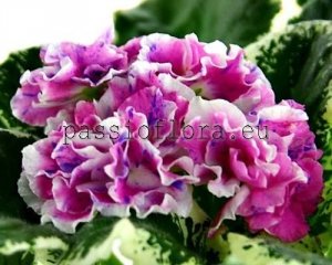 African Violet Seeds DN-COLORED VALENTINES x other hybrids