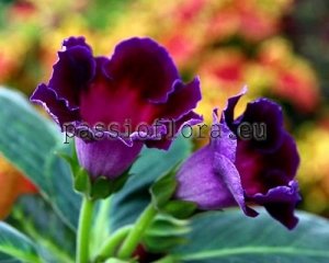 Gloxinia Seeds PF-DANCING IN THE DARK x other hybrids