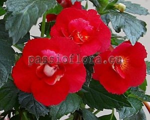 Achimenes Seeds BURNING HEART x other hybrids