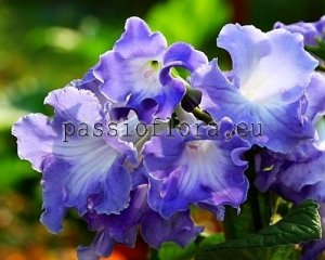 Streptocarpus Seeds CLIO x other hybrids