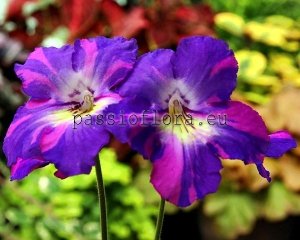 Streptocarpus Seeds NEIL'S JAMMIN x other hybrids