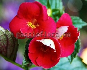 Achimenes Seeds DOR x other hybrids
