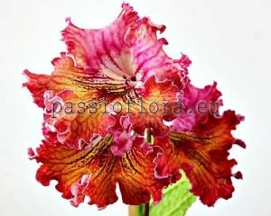 Streptocarpus Seeds LISTY x other hybrids