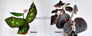 Begonia seeds sp. Mantuk x sp. Atricha