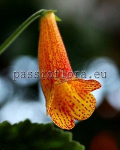 Smithiantha Seeds PF-RIO GRANDE x other hybrids